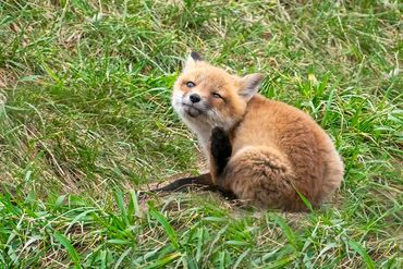 Red Fox Kit