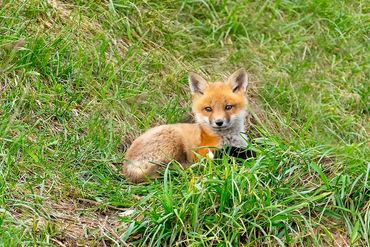 Red Fox Kit