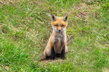 Red Fox Kit