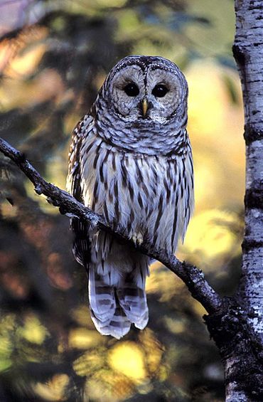 Barred Owl