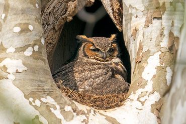 Great Horned Owl