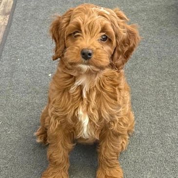 Miss Poppy from our Flower Litter.
