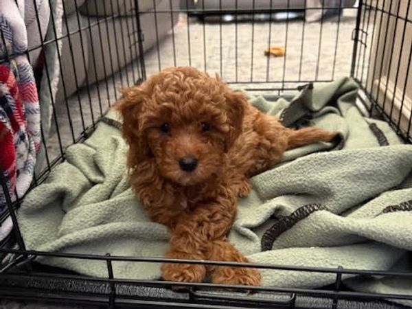 Miss Daisy from our Flower Litter