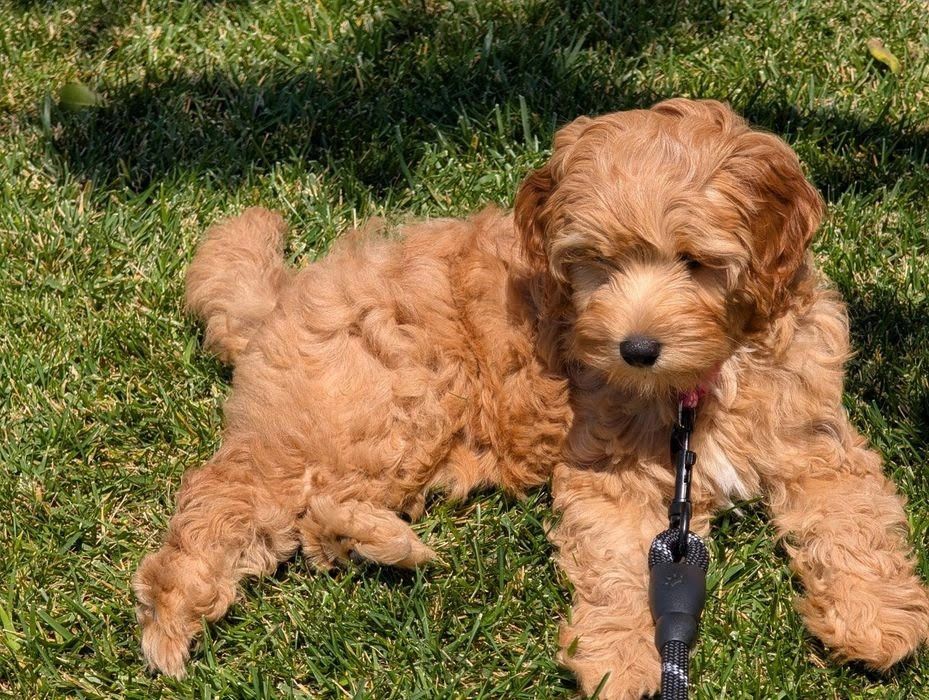 Cavapoo Puppies in Arizona: What New Owners Should Know