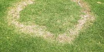 Lawn disease and fungus treatment in Boise