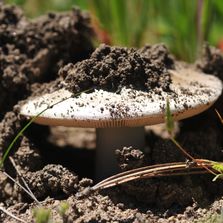 Emerging Mushroom