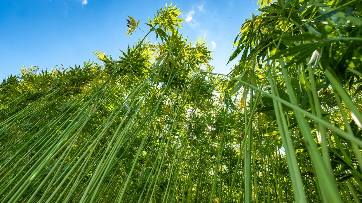 Tall green hemp plants under blue sky.