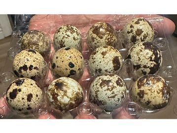 A dozen spotted quail eggs in a plastic container.