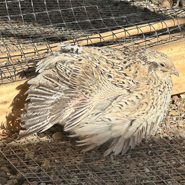 A quail resting inside a wire enclosure.