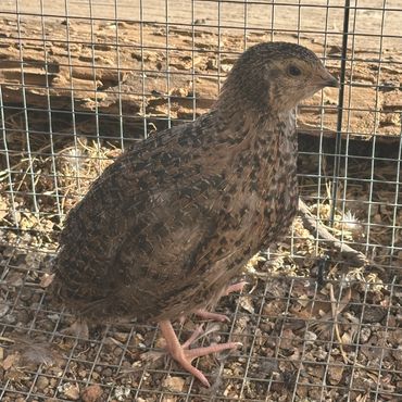 A brown quail standing inside a wire cage on gravel.