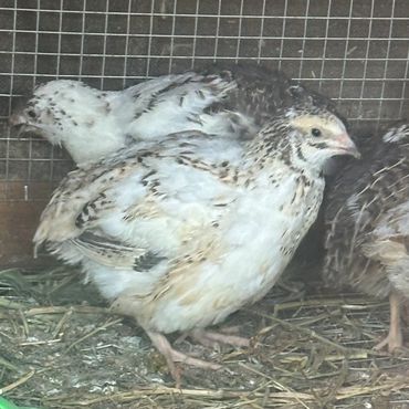 Pprogressive Pied