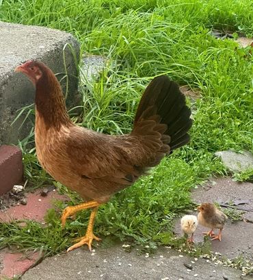 Hen walking with two chicks on grass and pavement.