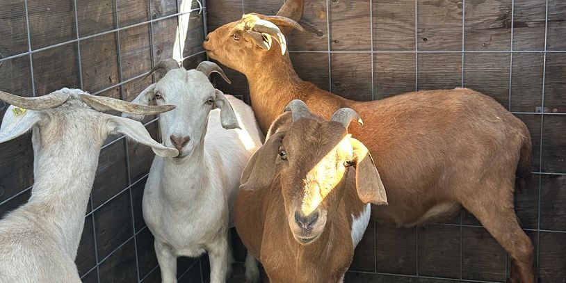 Four goats inside a pen with wooden walls and metal fencing.