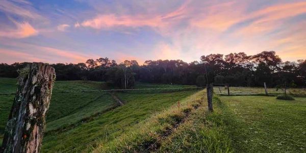 Sunset over a grassy field with trees in the background.