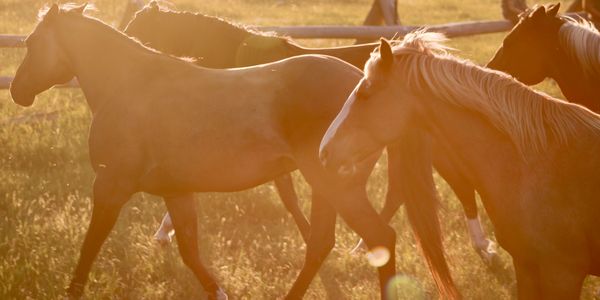 Through the eyes of a horse 