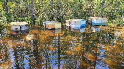 Hives stuck in water in the aftermath of hurricane Ian

