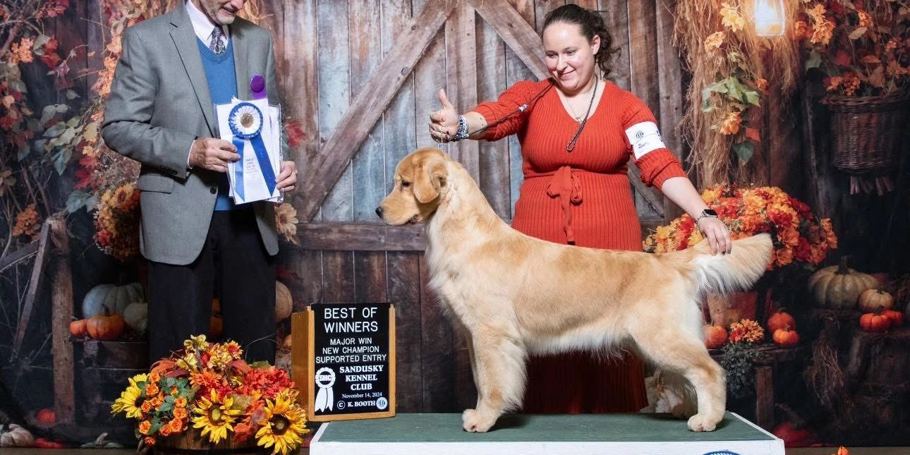 Golden retriever wins best of winners at a dog show.