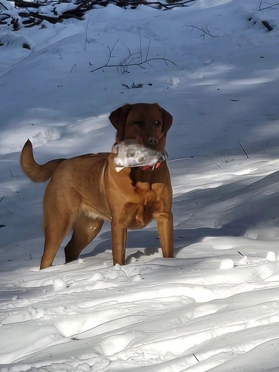 A brown dog standing in the snow holding a fish in its mouth.