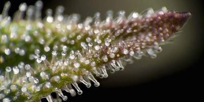 CBD Trichomes