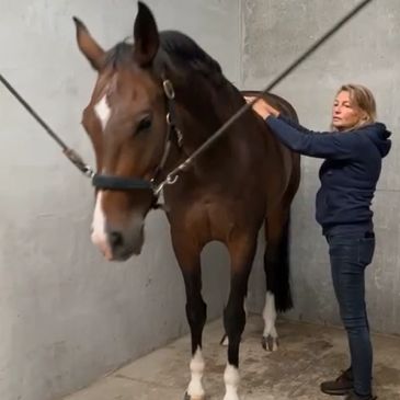 Vrouw verzorgt een paard in een stal.