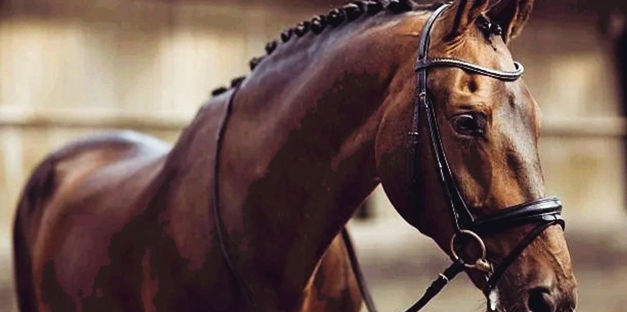 Bridles Horse For Sale