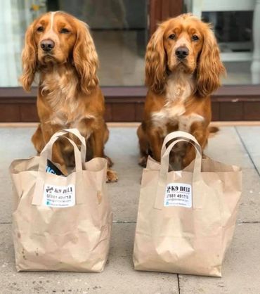 Two brown dogs with two paper bags