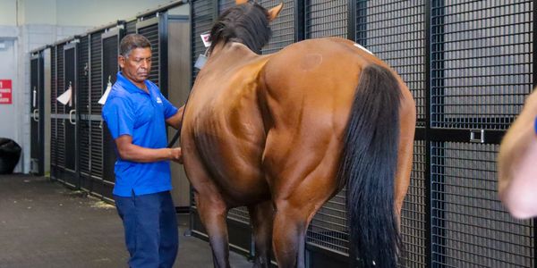The Detailed Process of Releasing Imported Horses from Quarantine