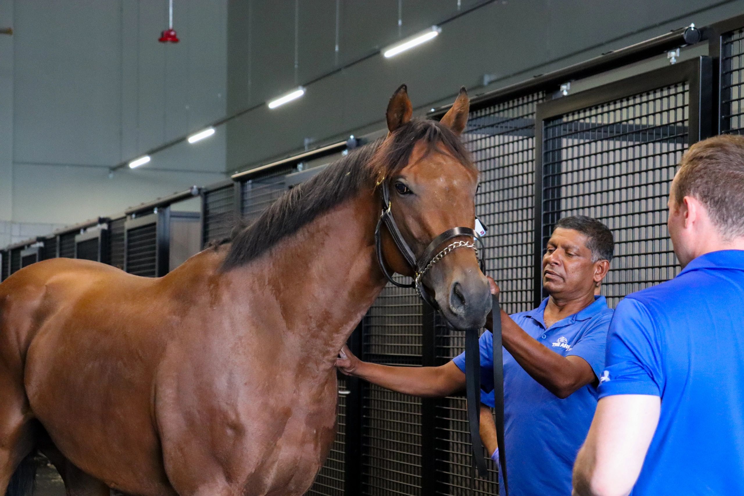 Inside ARK's Advanced Quarantine Protocols for Imported Equines