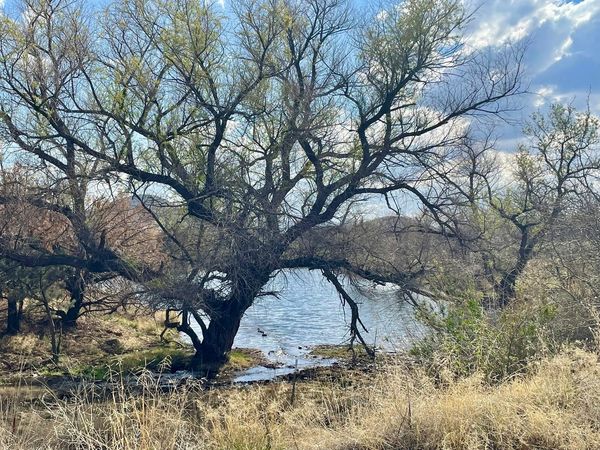 Pond at Turkey Creek