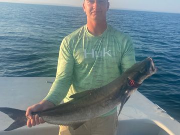 Sight casting Cobia 