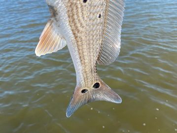 Tail of a red drum