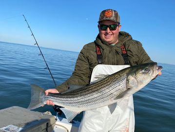 Striped bass