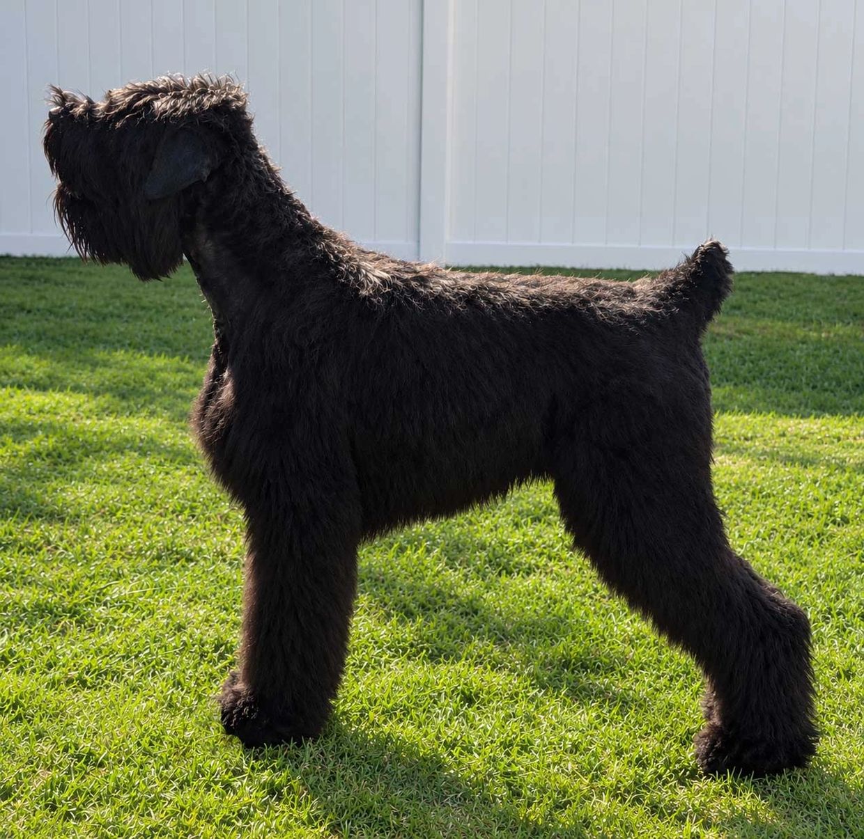 Black schnauzer dog standing on grass.