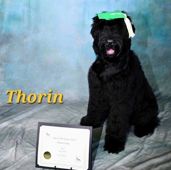 Black dog named Thorin with a green graduation cap and certificate.