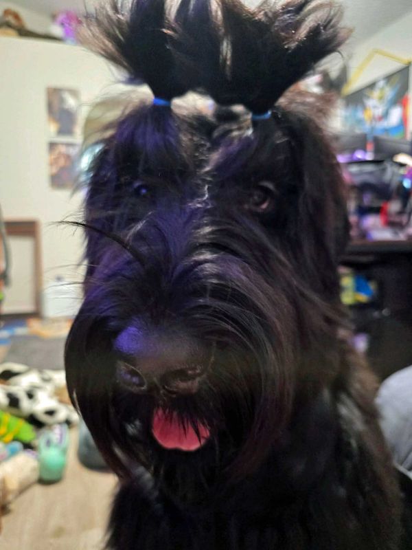 Black dog with furry twin ponytails.