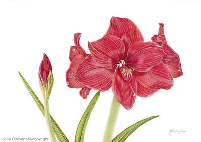 "Red Lion" ~ Amaryllis