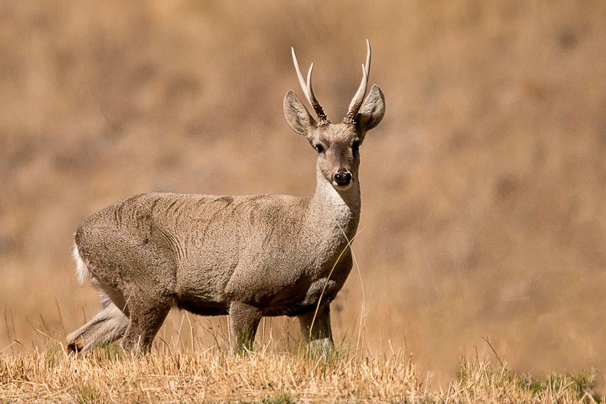 A deer with small antlers stands in dry grass against a blurred brown background.