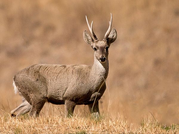 A deer with small antlers stands in dry grass against a blurred brown background.