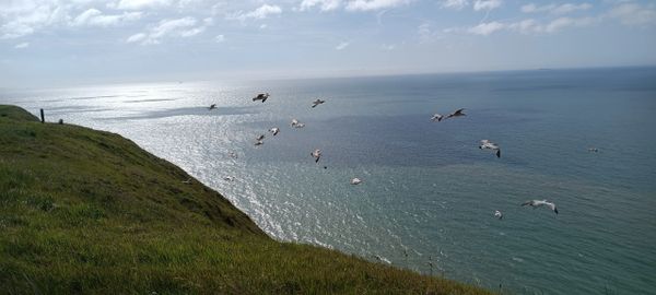 Seagulls.White cliffs of dover.Saxon shore way.English Coastal Path.Cruise Terminal.Nr Caple.
