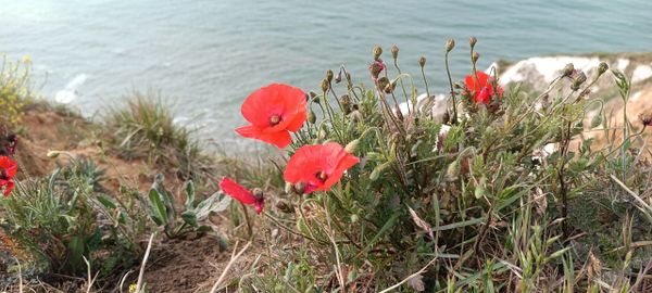 Poppy in Caple footpath.White cliffs of dover.Saxon shore way.English Coastal Path. Dover tours