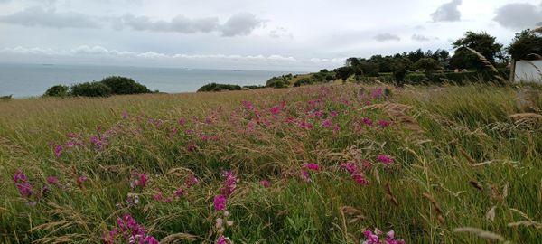 White Cliffs. Kingsdown to St Margret's Bay. Saxon Shore Way. England Coastal Path. Wild sweet peas.