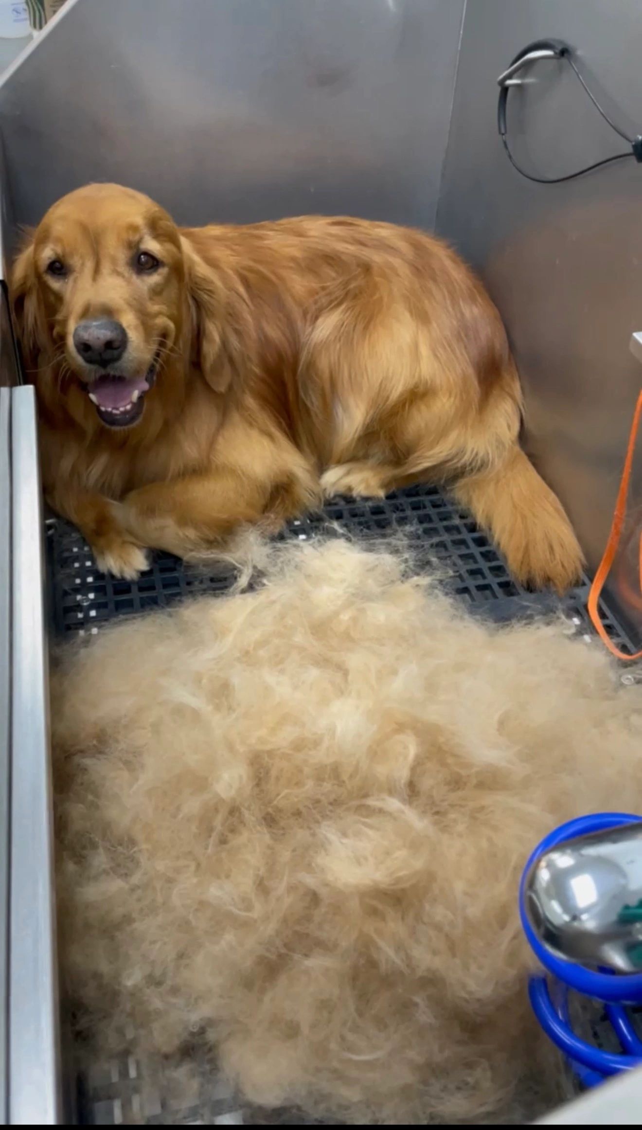 Dog De-Shedding