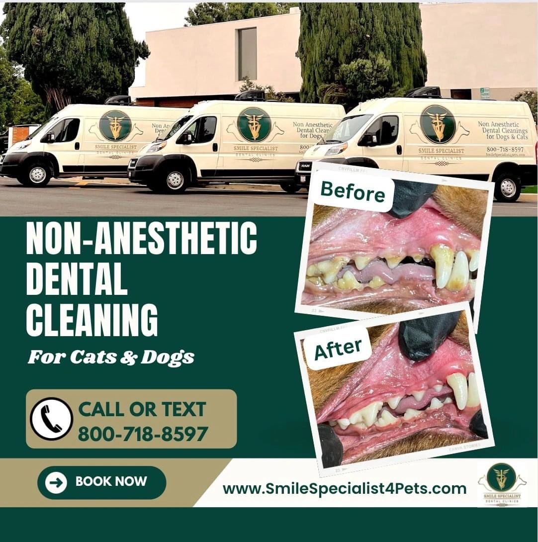 Non-anesthetic dental cleaning service for cats and dogs.