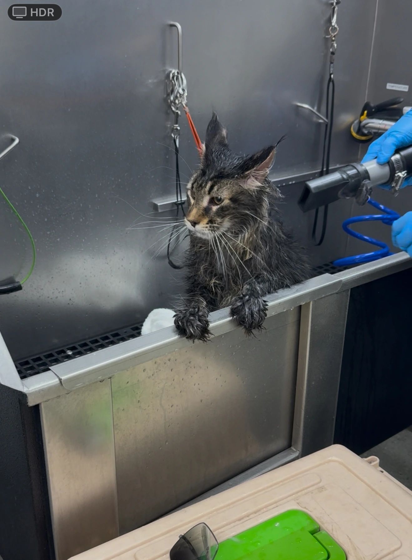 Self Serve Cat Wash