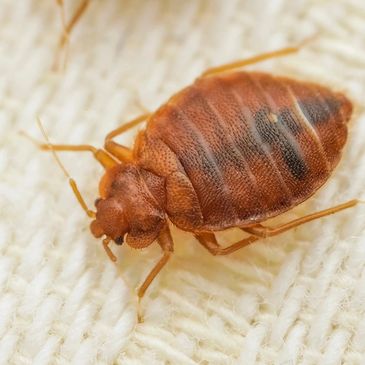 BedBug Extermination, Middle Tennessee's bedbug experts