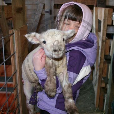 Child holding Babydoll lamb