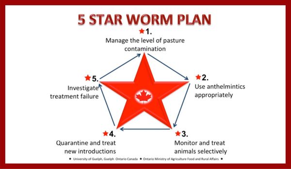 5 Star Worm Plan graphic