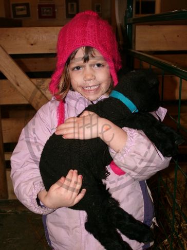 Owner's young daughter holding black lamb