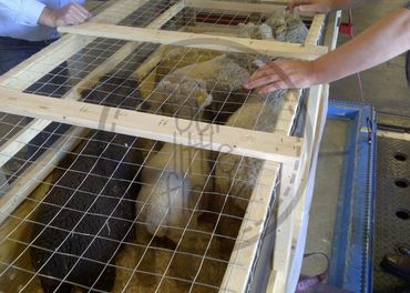 crate built to hold sheep for their flight