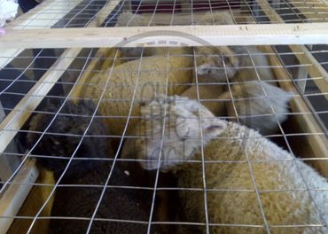 crate built to hold sheep for their flight